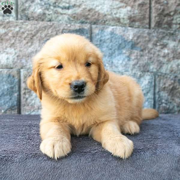 Twila, Golden Retriever Puppy